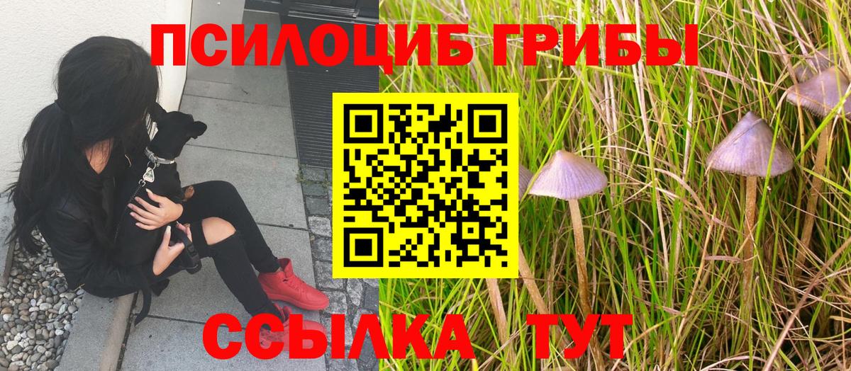 Псилоцибиновые грибы мицелий Бутурлиновка